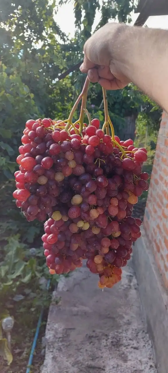 Саженцы винограда различных сортов - Садоводство (Хобби и отдых) в Белгород