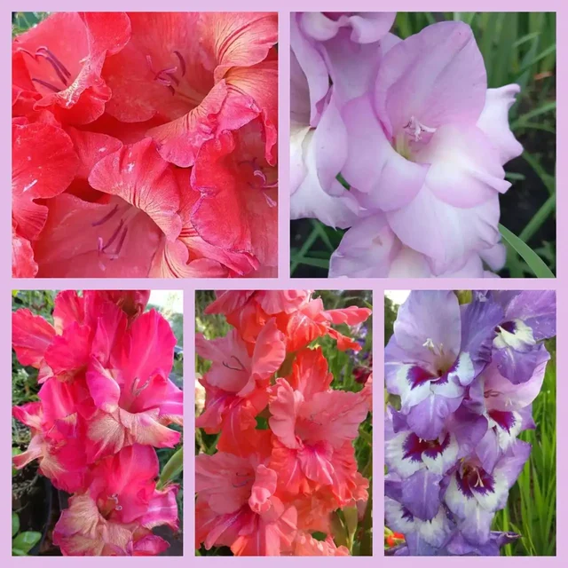 Луковицы гладиолусов российской селекции - Рукоделие в Белгород