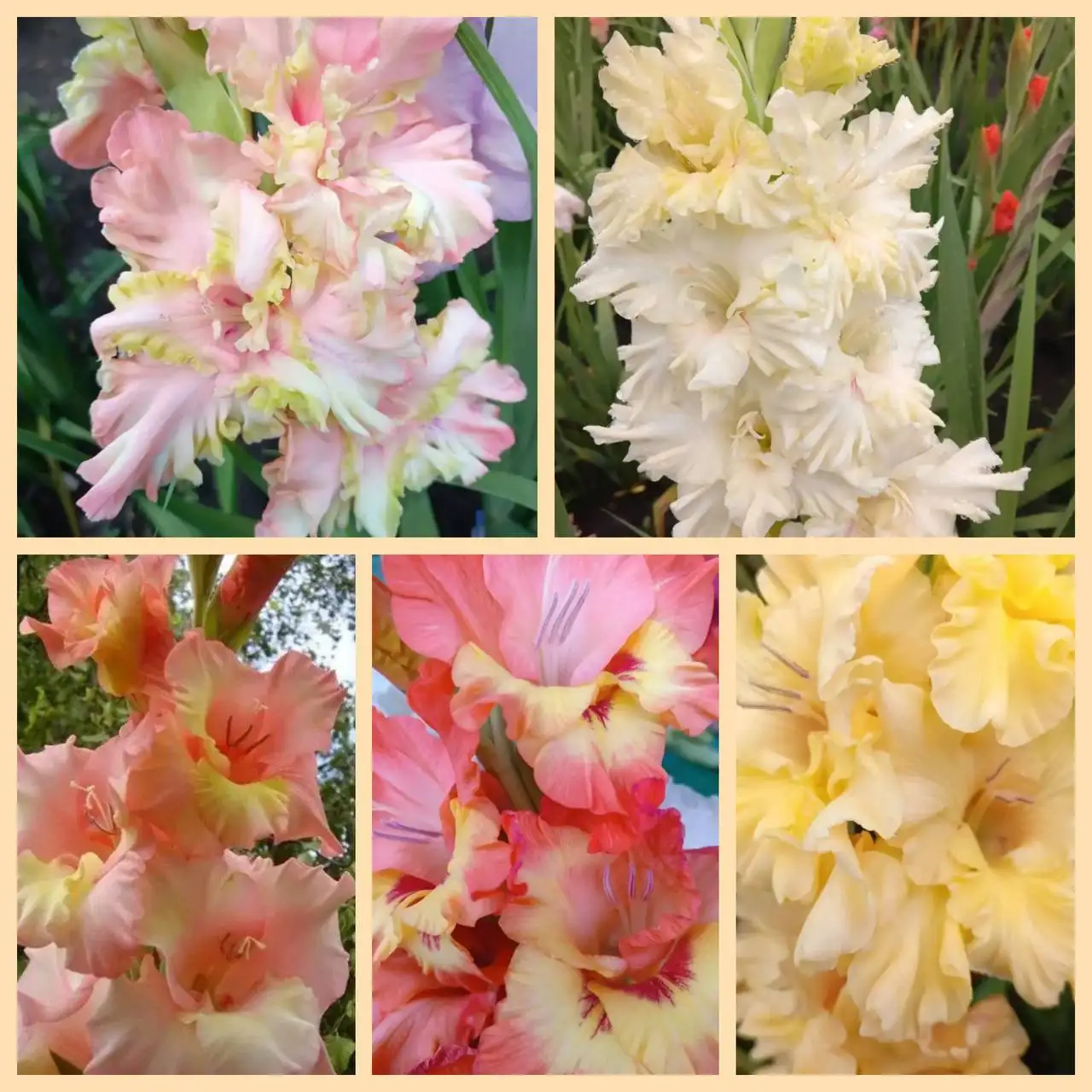 Луковицы гладиолусов российской селекции - Садоводство (Хобби и отдых) в Белгород