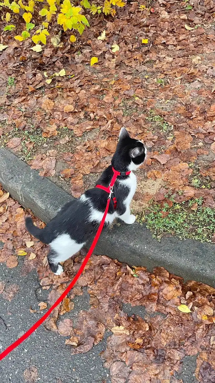 Степан ищет дом - Животные в Щёлково