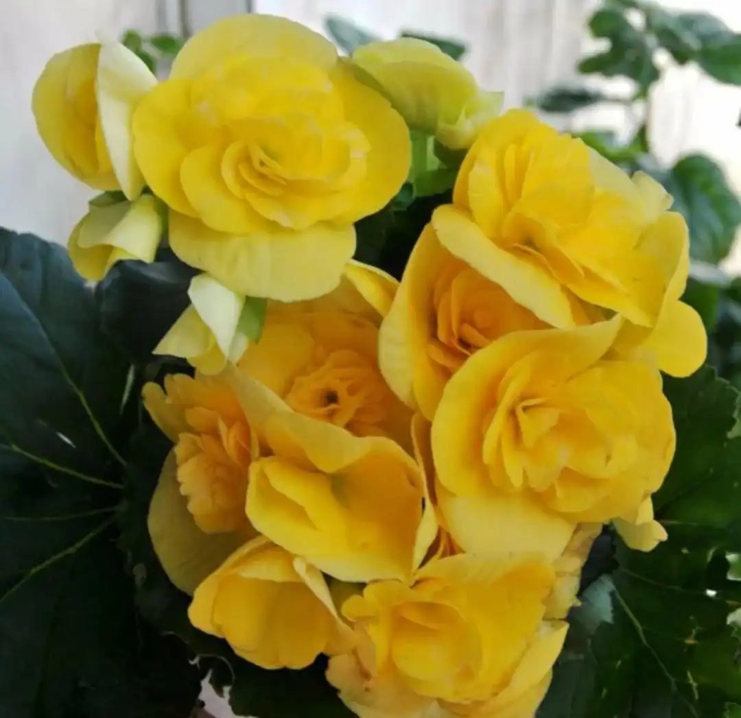 Продажа цветущих бегоний красного, желтого и белого цвета