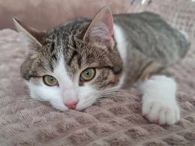 Котята в добрые руки - Животные в Люберцы