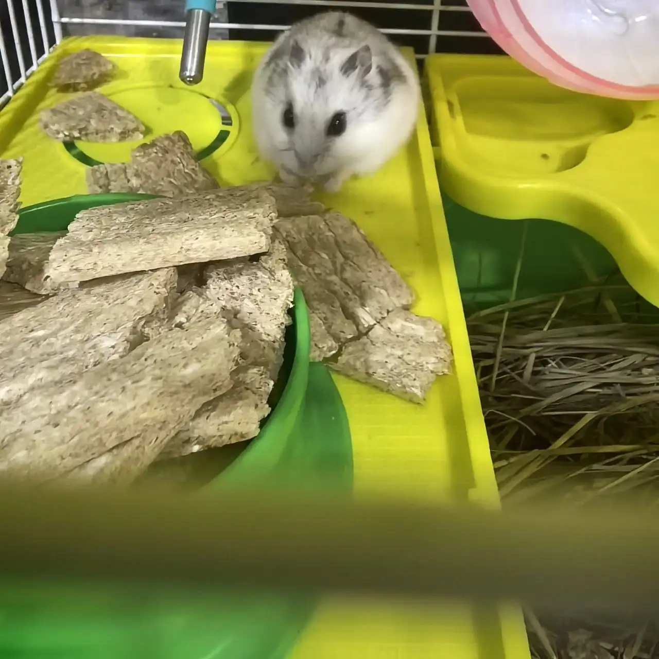 Продам комплект с джунгарским хомяком в подарок