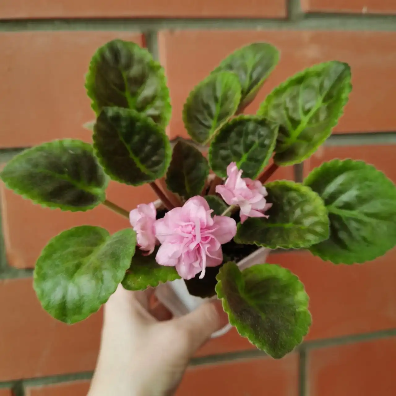 Продажа цветущих фиалок