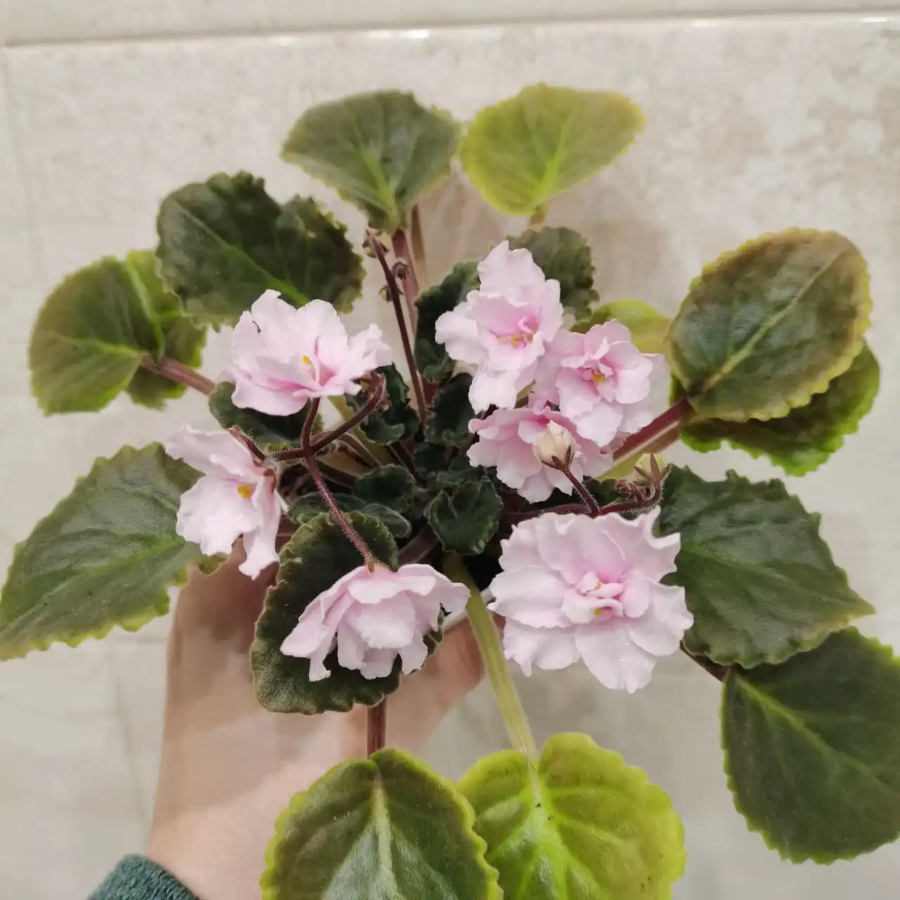 Продажа цветущих фиалок