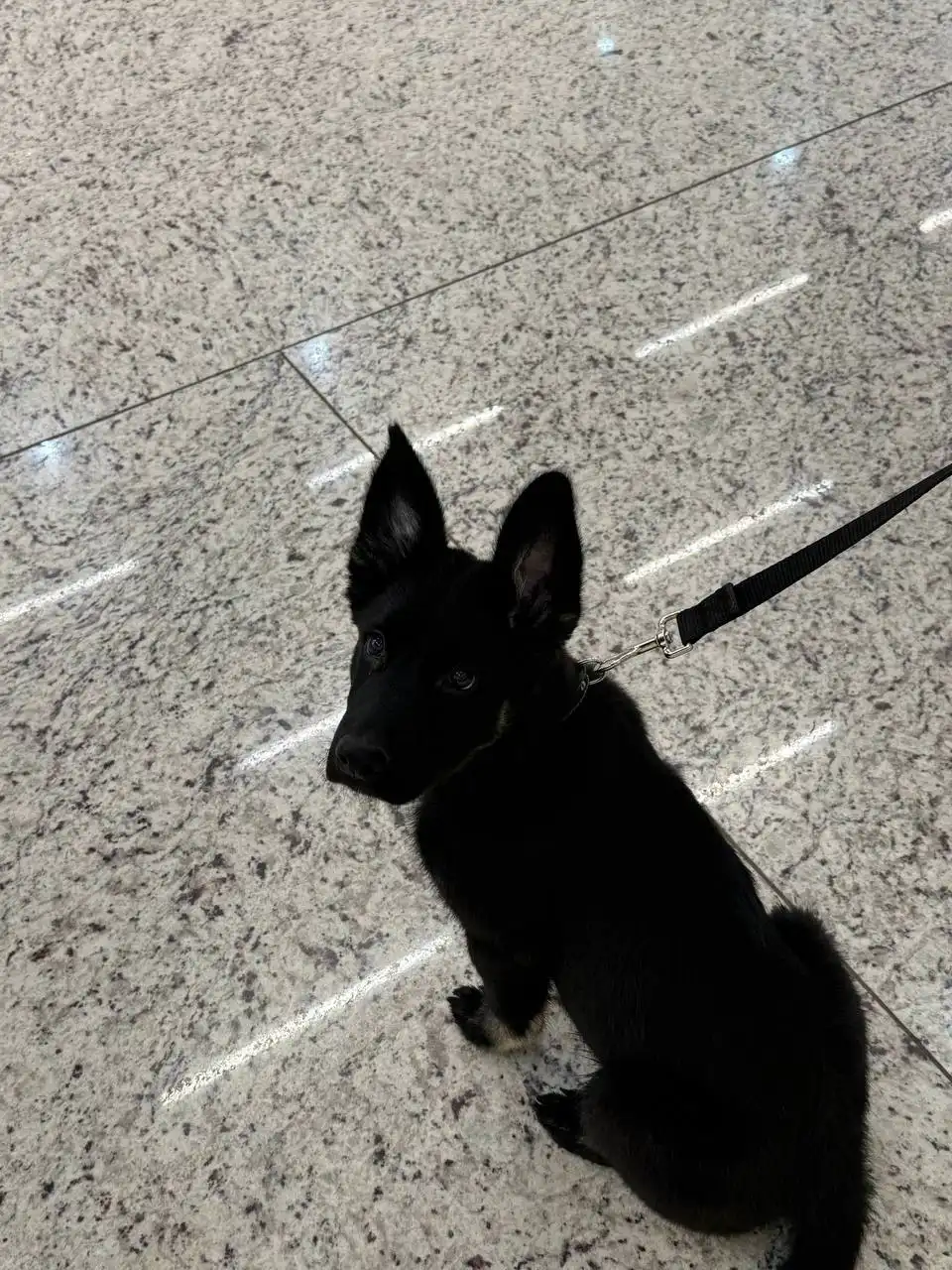 Отдам пса в добрые руки