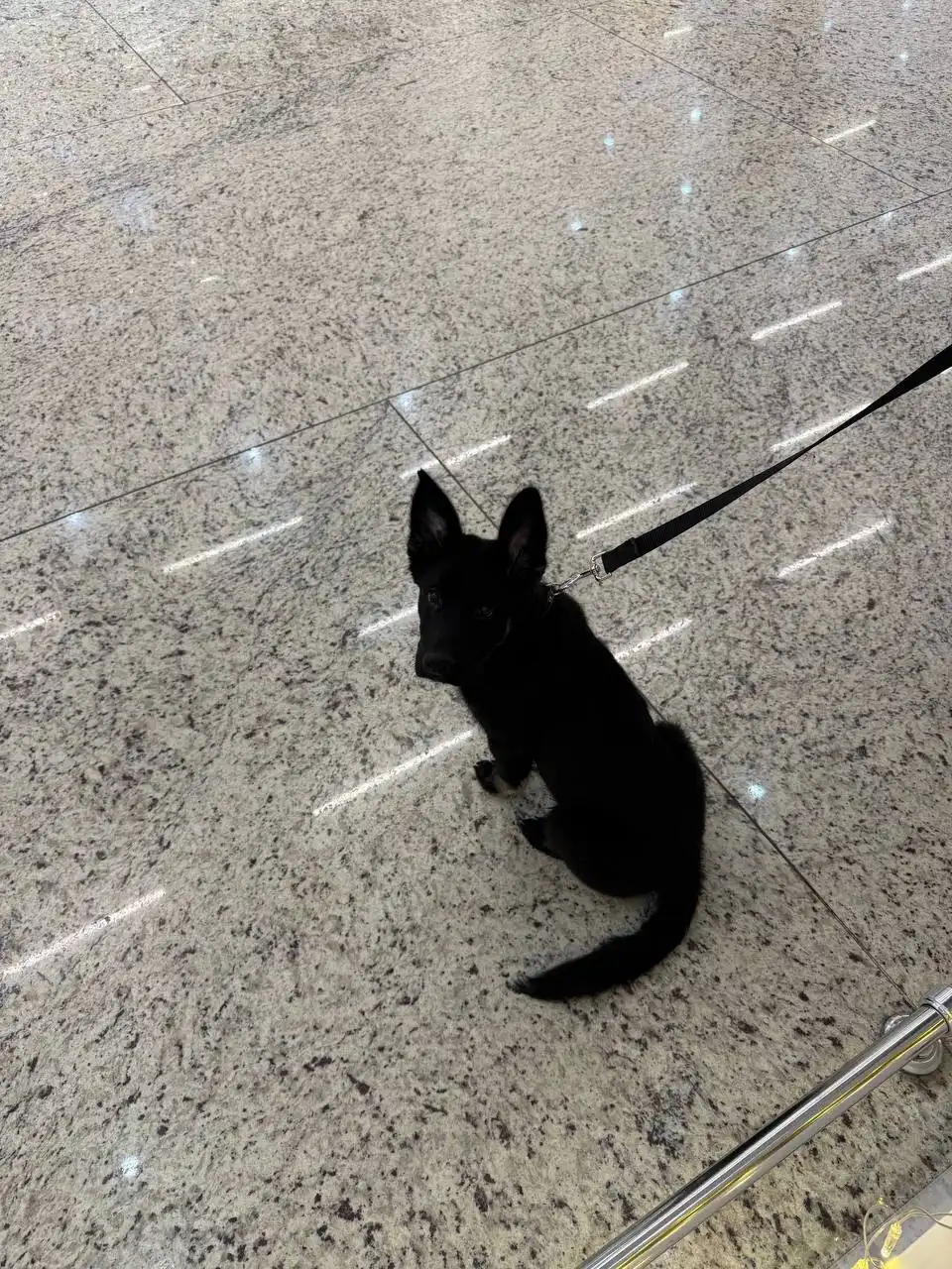 Отдам пса в добрые руки