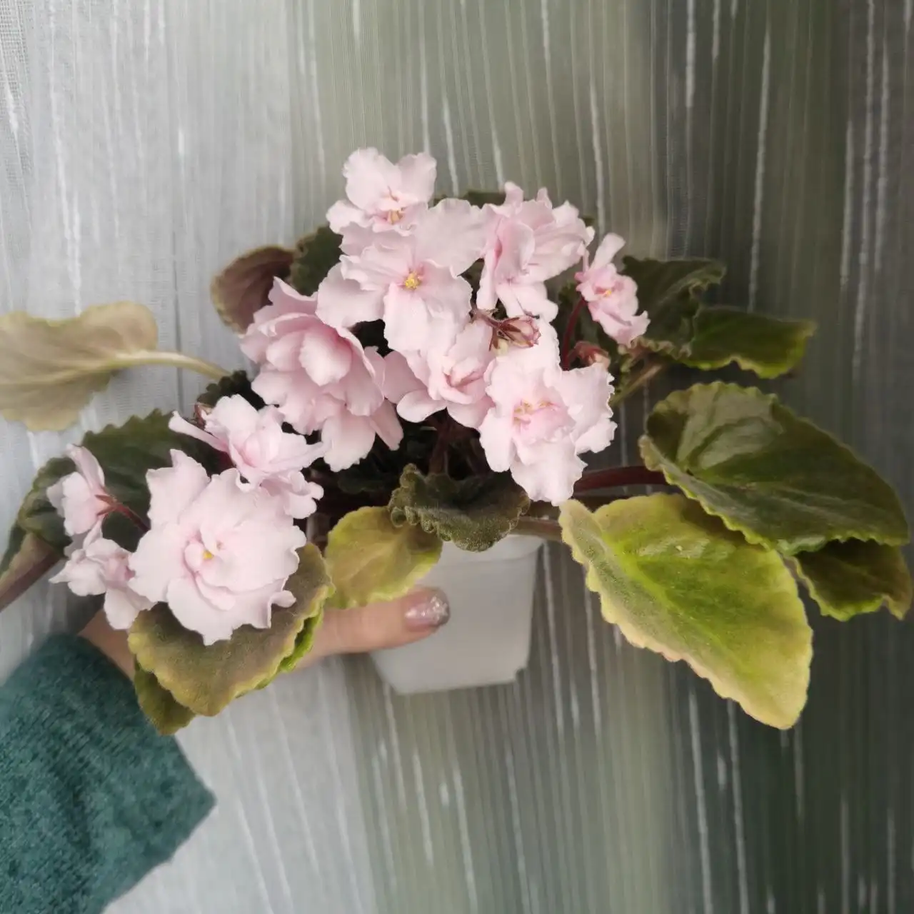 Продам цветущие фиалочки