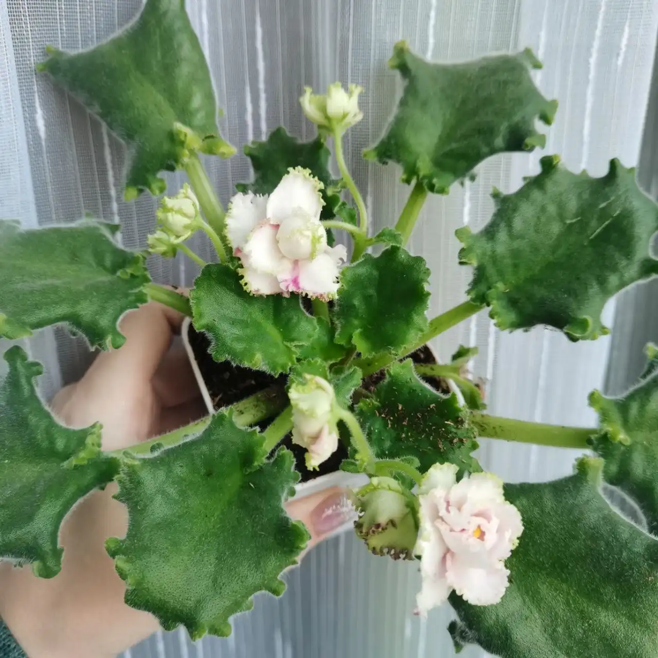 Продам цветущие фиалочки