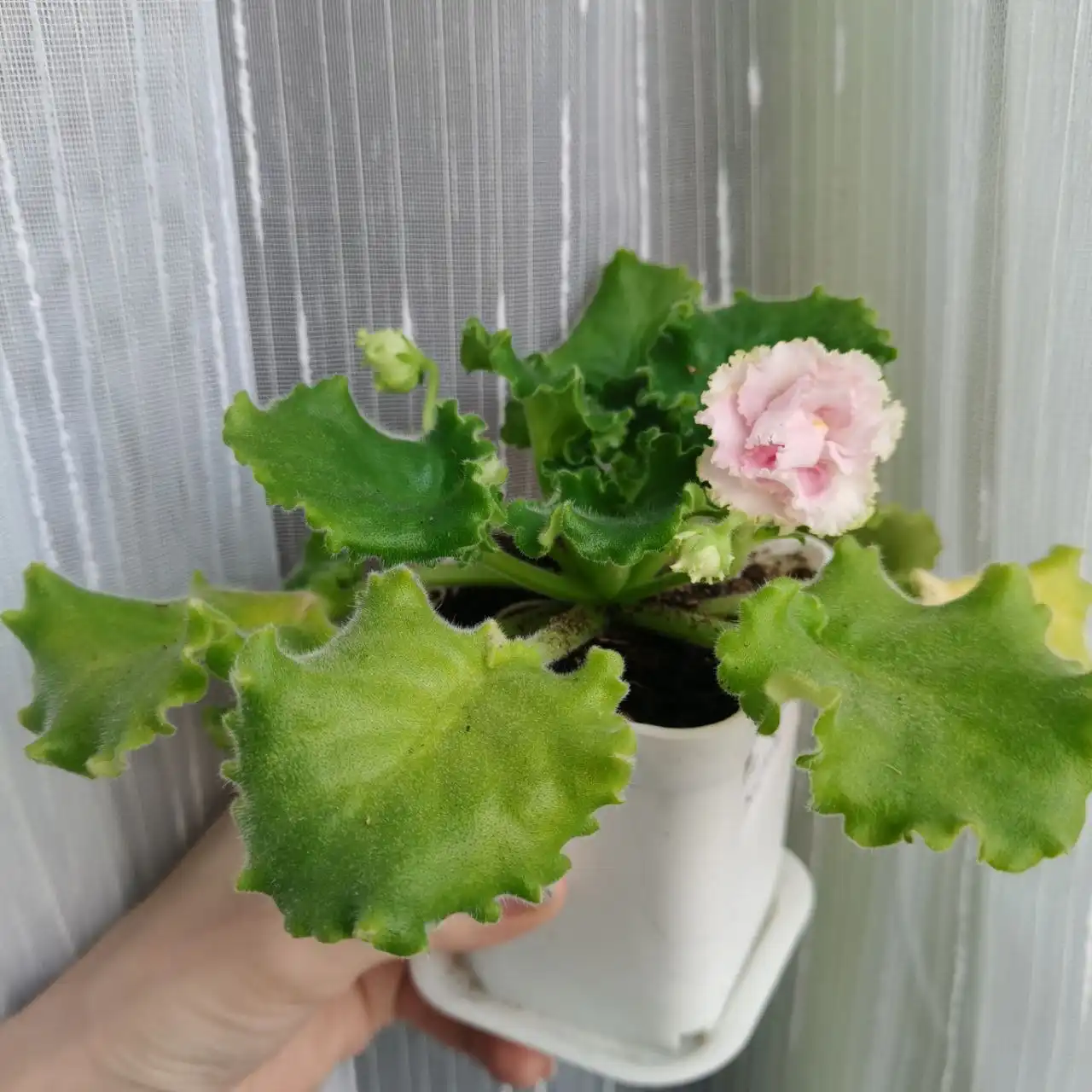 Продам цветущие фиалочки