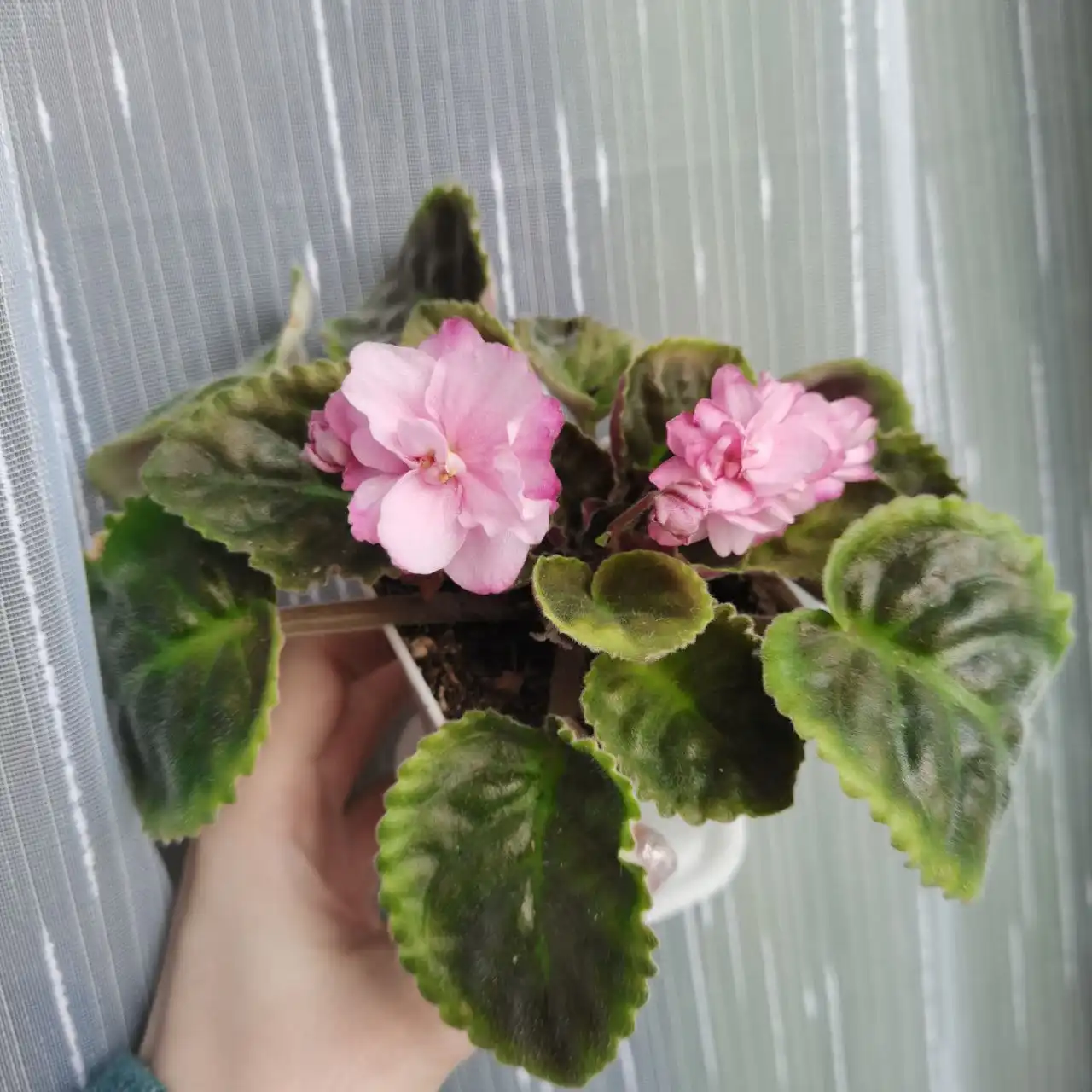 Продам цветущие фиалочки