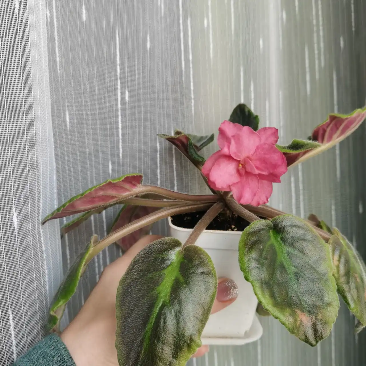 Продам цветущие фиалочки