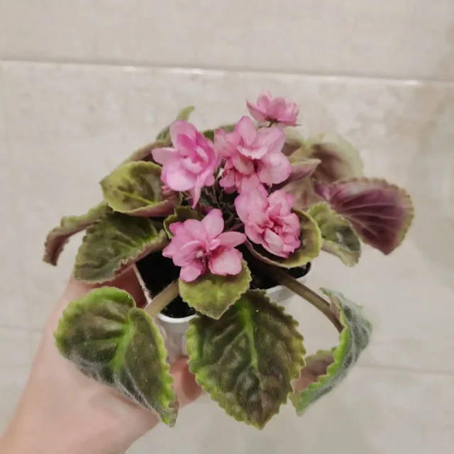 Цветущие фиалки сортов dumpling, роза ветров, желтая роза - частное объявление в Люберцы