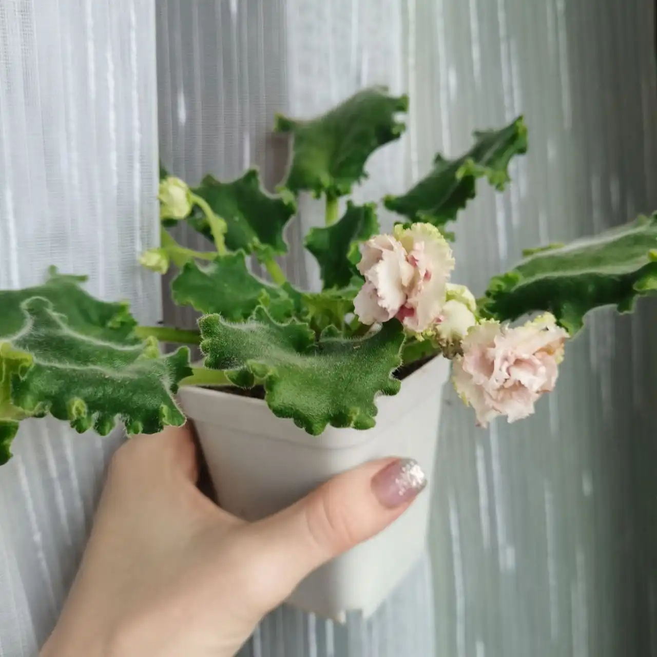 Цветущие фиалки сортов dumpling, роза ветров, желтая роза