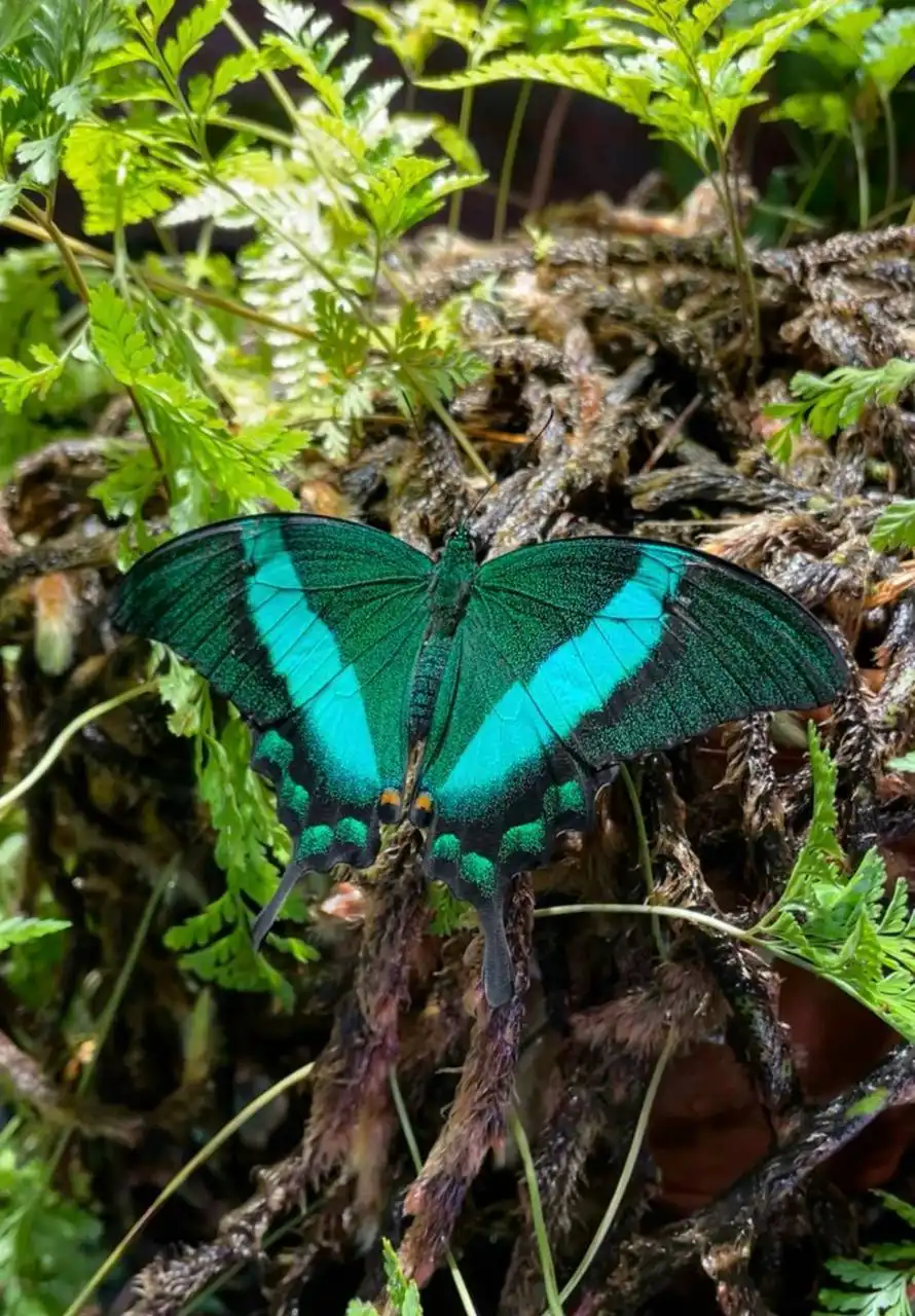 Выставка живых тропических бабочек в Дзержинском - Выставки (Хобби и отдых) в Дзержинский