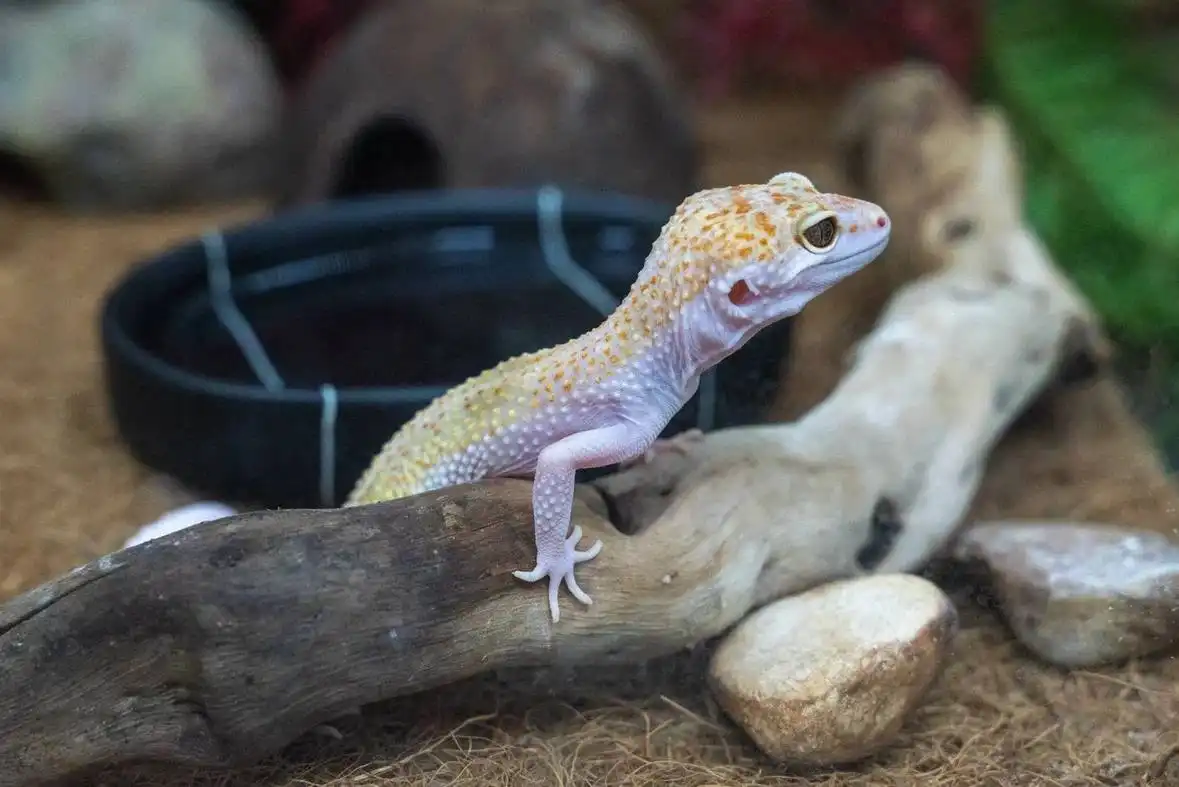 Выставка живых тропических бабочек в Дзержинском - Выставки (Хобби и отдых) в Дзержинский