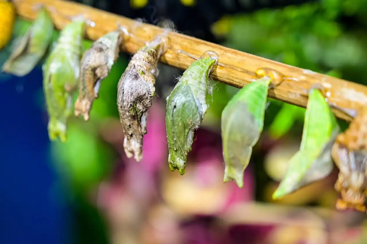 Выставка живых тропических бабочек в Дзержинском - Выставки (Хобби и отдых) в Дзержинский
