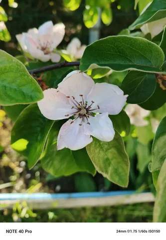 Продажа саженцев плодовых и ягодных растений - Садоводство в Калининград