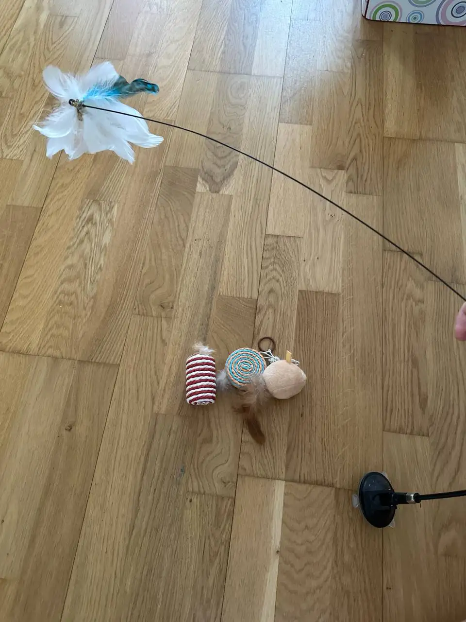 Игрушки новые для кошки - Товары для кошек (Животные) в Калининград