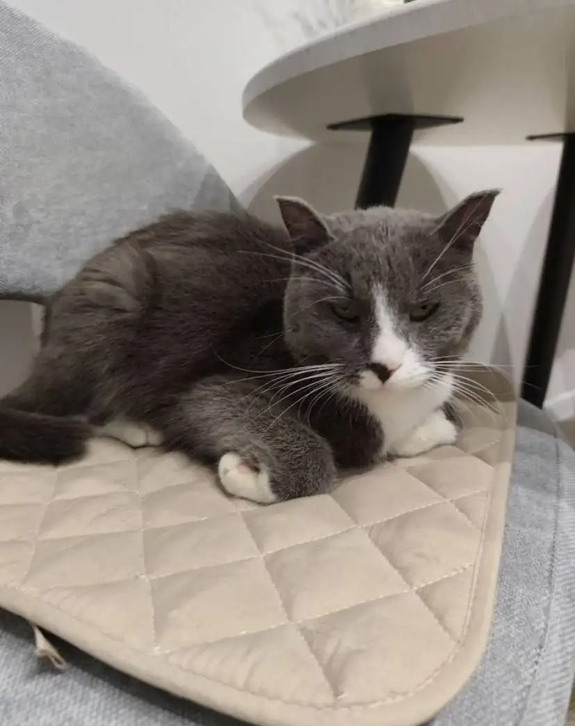 Кот в добрые руки - Кошки (Животные) в Калининград