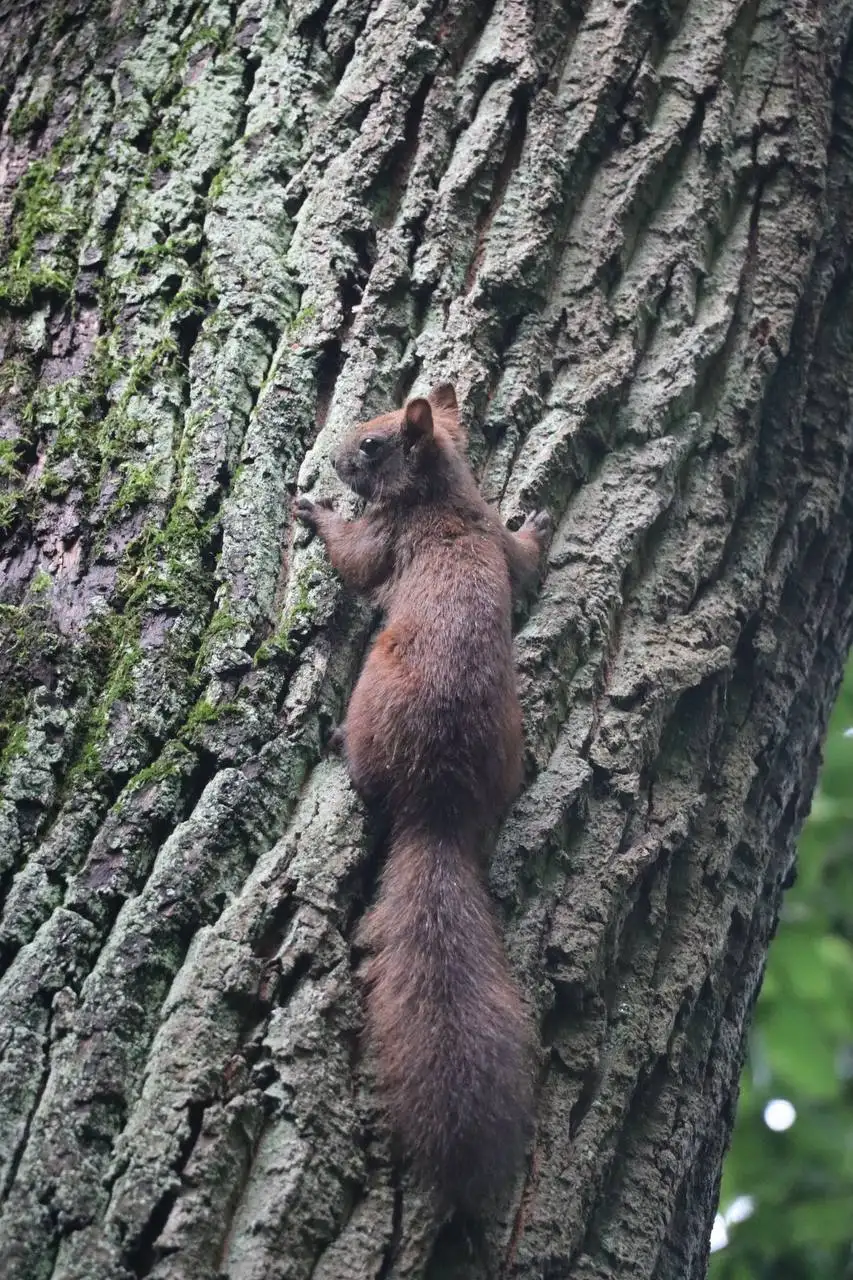 Фотоаппарат Canon EOS 250D с объективом 18-135mm - Фототехника (Электроника) в Калининград