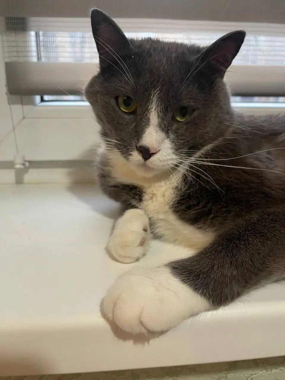 Кот в добрые руки - Кошки (Животные) в Калининград