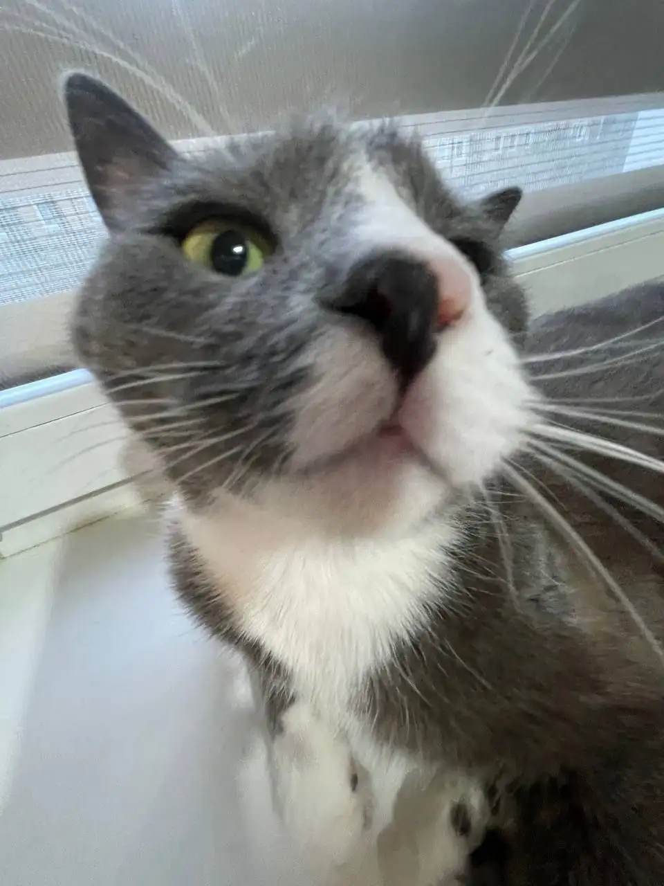 Кот в добрые руки - Кошки (Животные) в Калининград