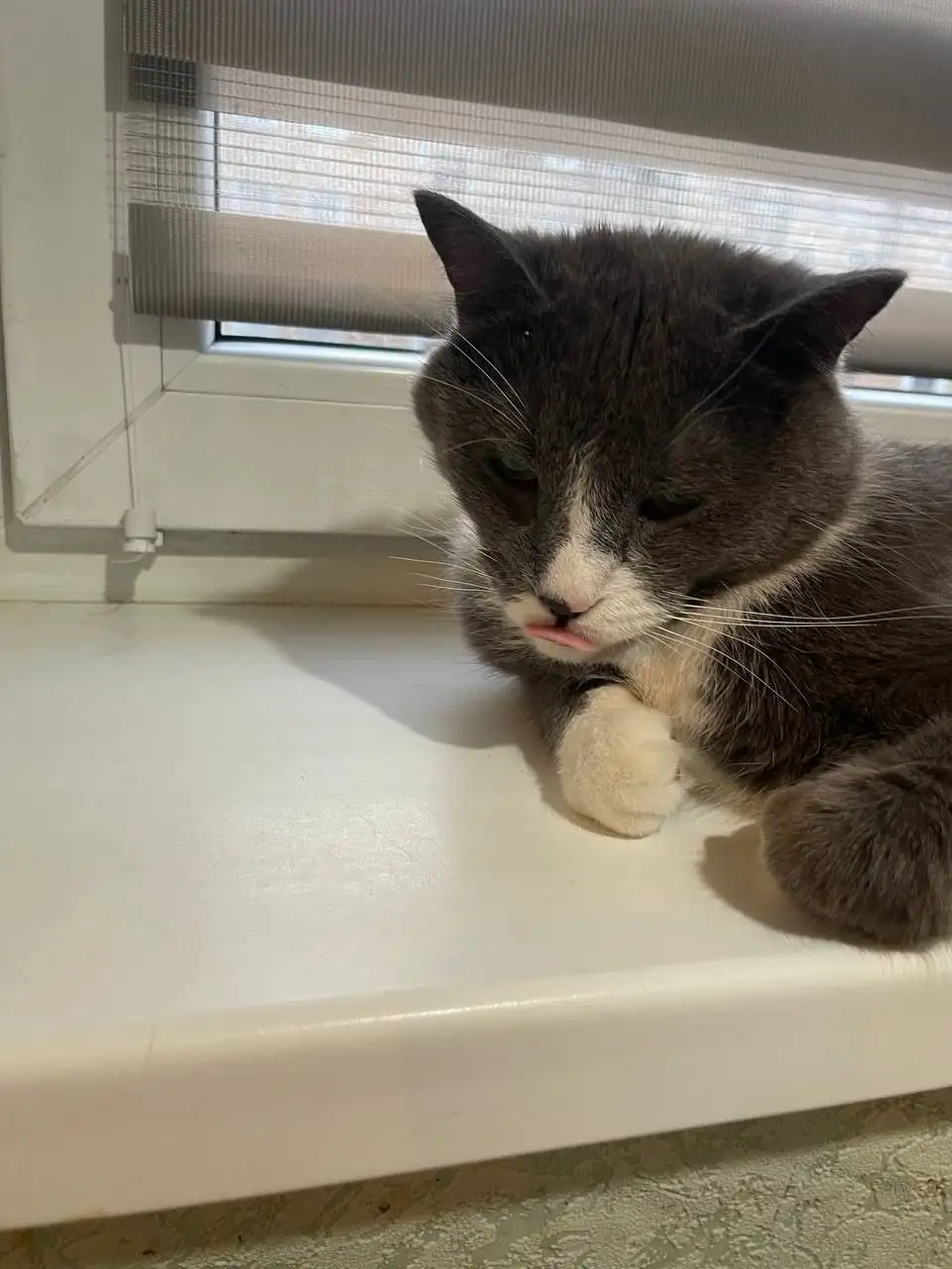 Кот в добрые руки - Кошки (Животные) в Калининград