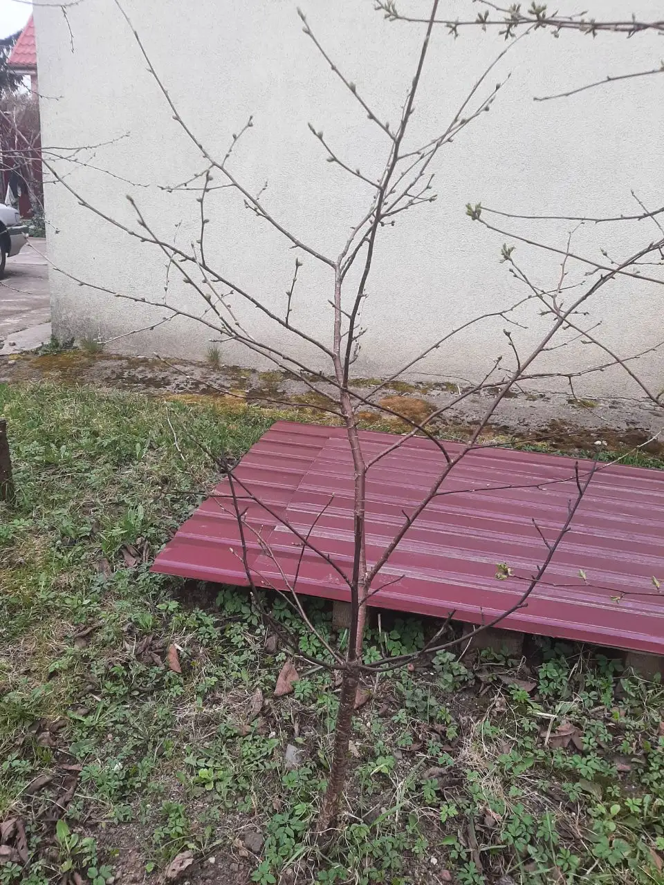 Продажа саженцев ревеня, айвы и вишни - Растения (Барахолка) в Калининград