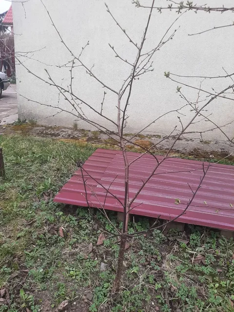 Продажа саженцев ревеня, айвы и вишни - Музыкальное оборудование в Калининград