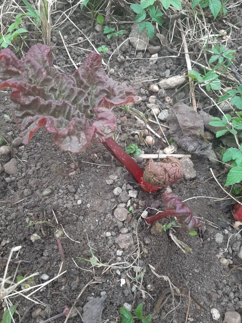 Продажа саженцев ревеня, айвы и вишни - Растения (Барахолка) в Калининград