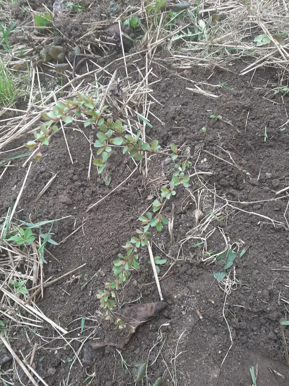 Продажа саженцев ревеня, айвы и вишни - Растения (Барахолка) в Калининград