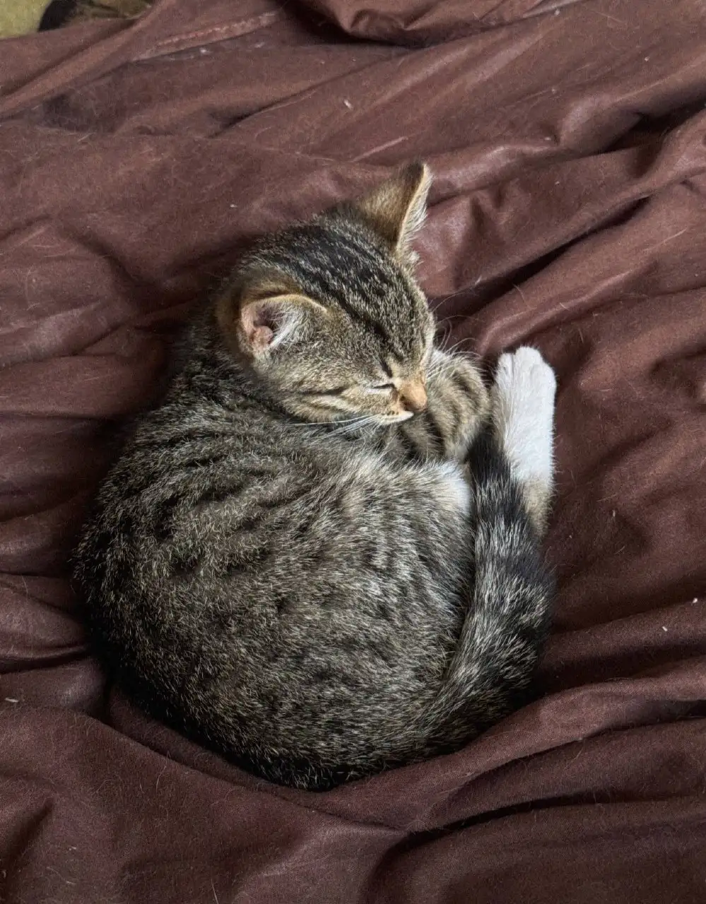 Отдам котенка в добрые руки - Кошки (Животные) в Калининград