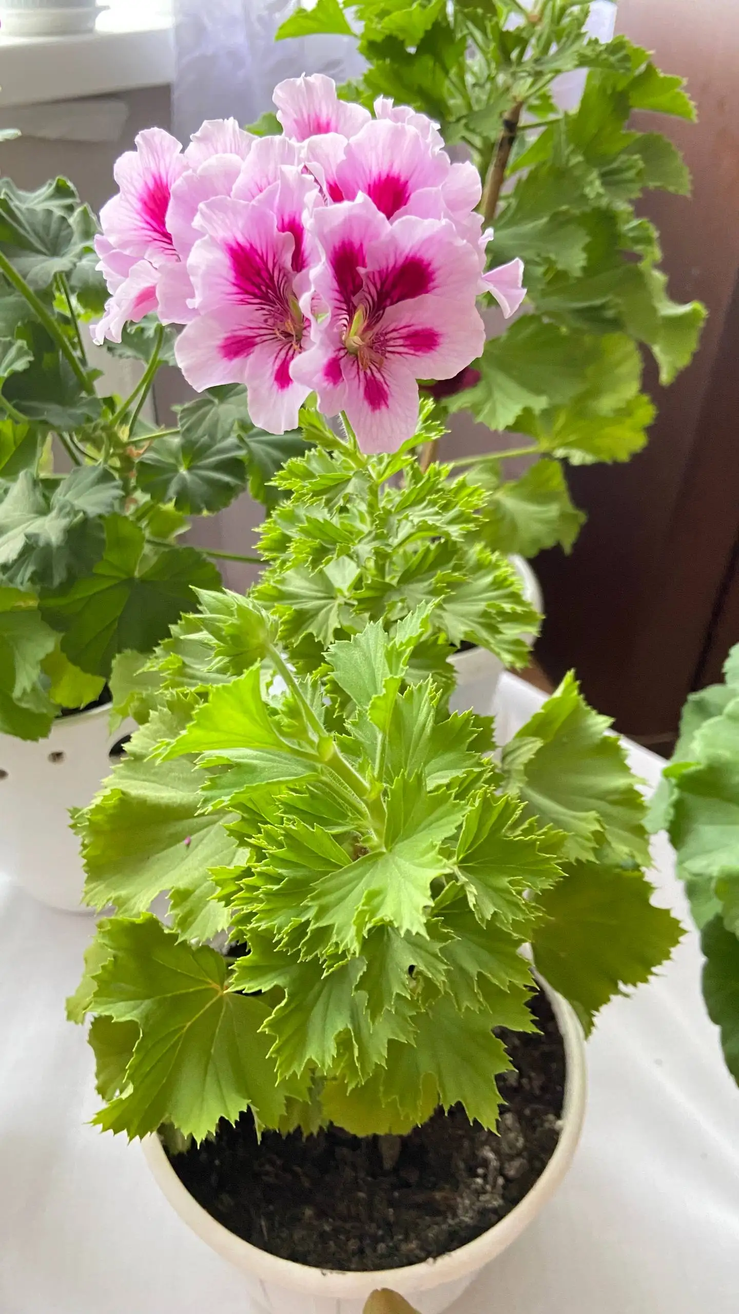 Продам Пеларгонию королевскую - Растения (Для дома и дачи) в Калининград