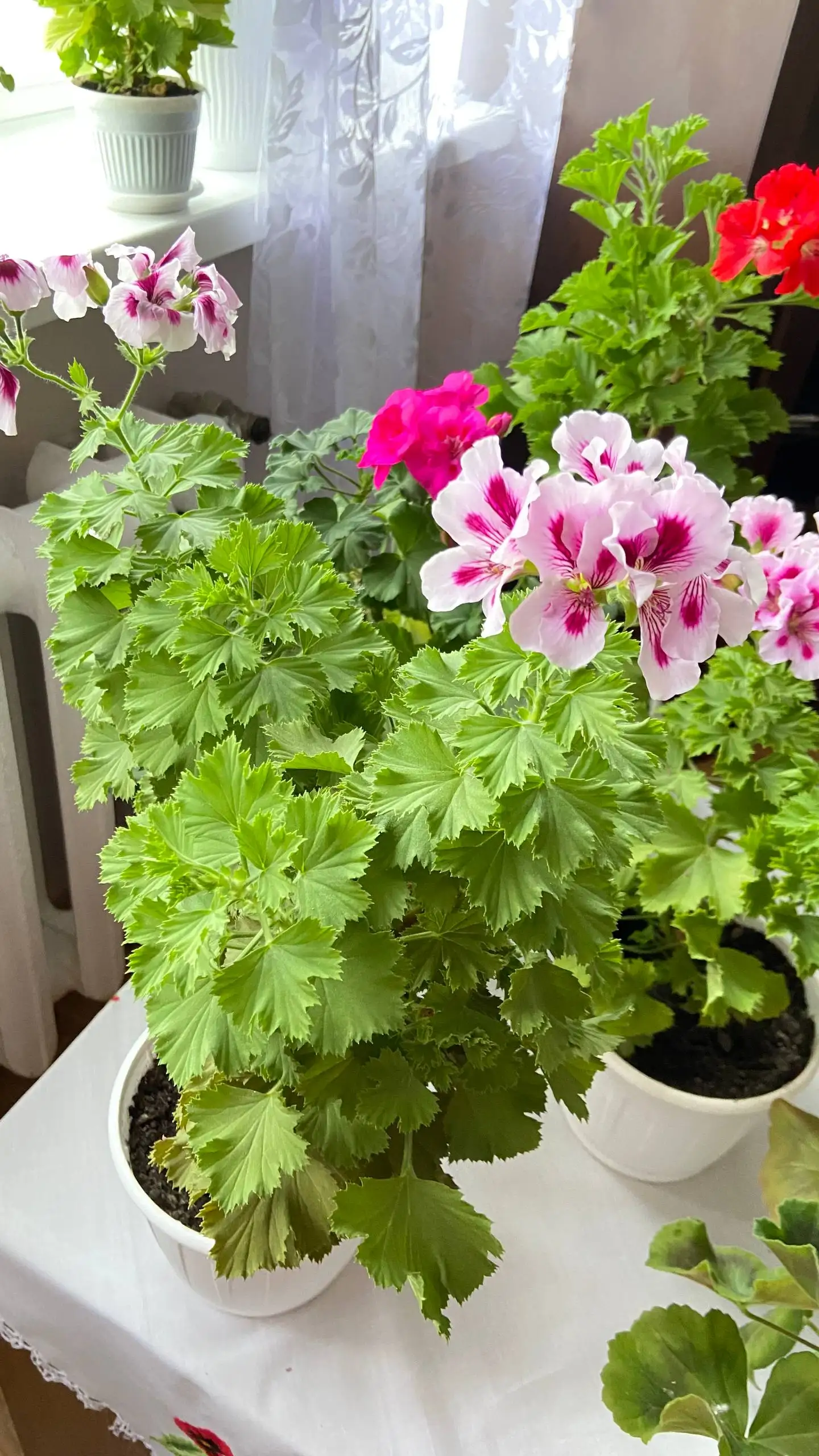 Продам Пеларгонию королевскую - Растения (Для дома и дачи) в Калининград