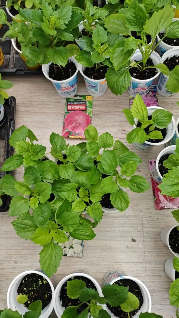 Продажа рассады цветов - Рассада (Для дома и дачи) в Калининград