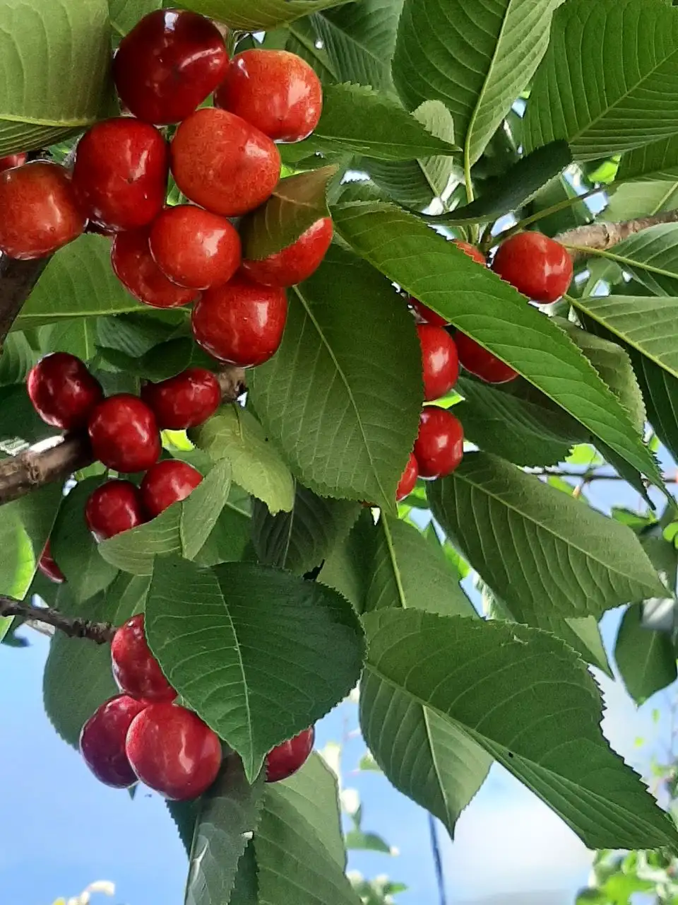 Черешня свежая, самовывоз или самосбор - Фрукты (Продукты) в Калининград