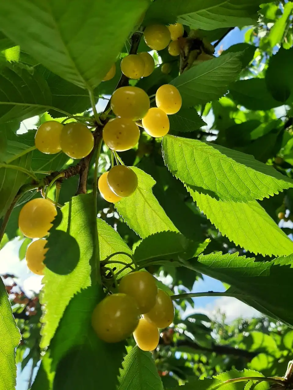 Черешня свежая, самовывоз или самосбор - Фрукты (Продукты) в Калининград
