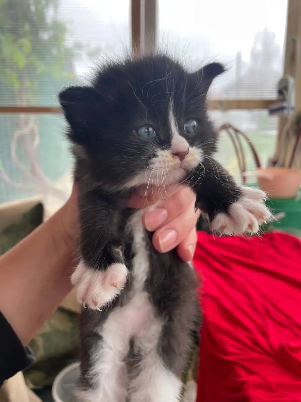 Котята 1,5 месяца отдам в хорошие руки - Кошки (Животные) в Калининград