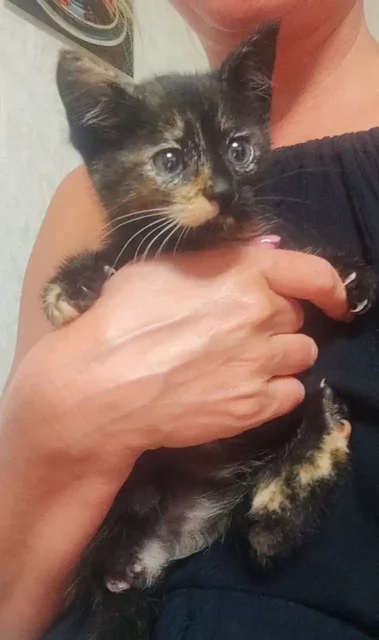 Котята бесплатно - Корма для кошек в Калининград