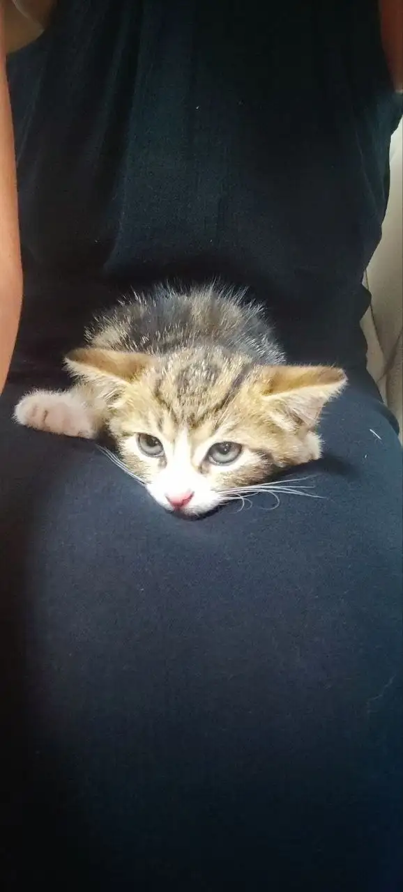 Котята бесплатно - Животные в Калининград