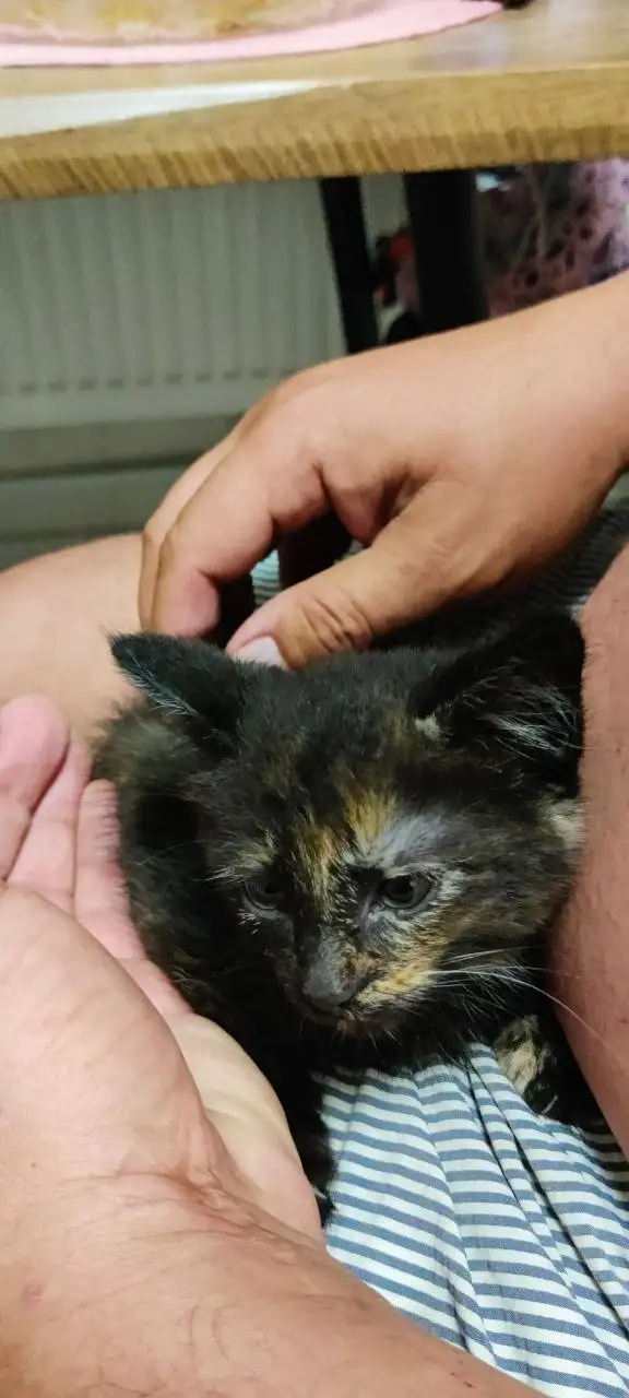 Котята бесплатно - Животные в Калининград