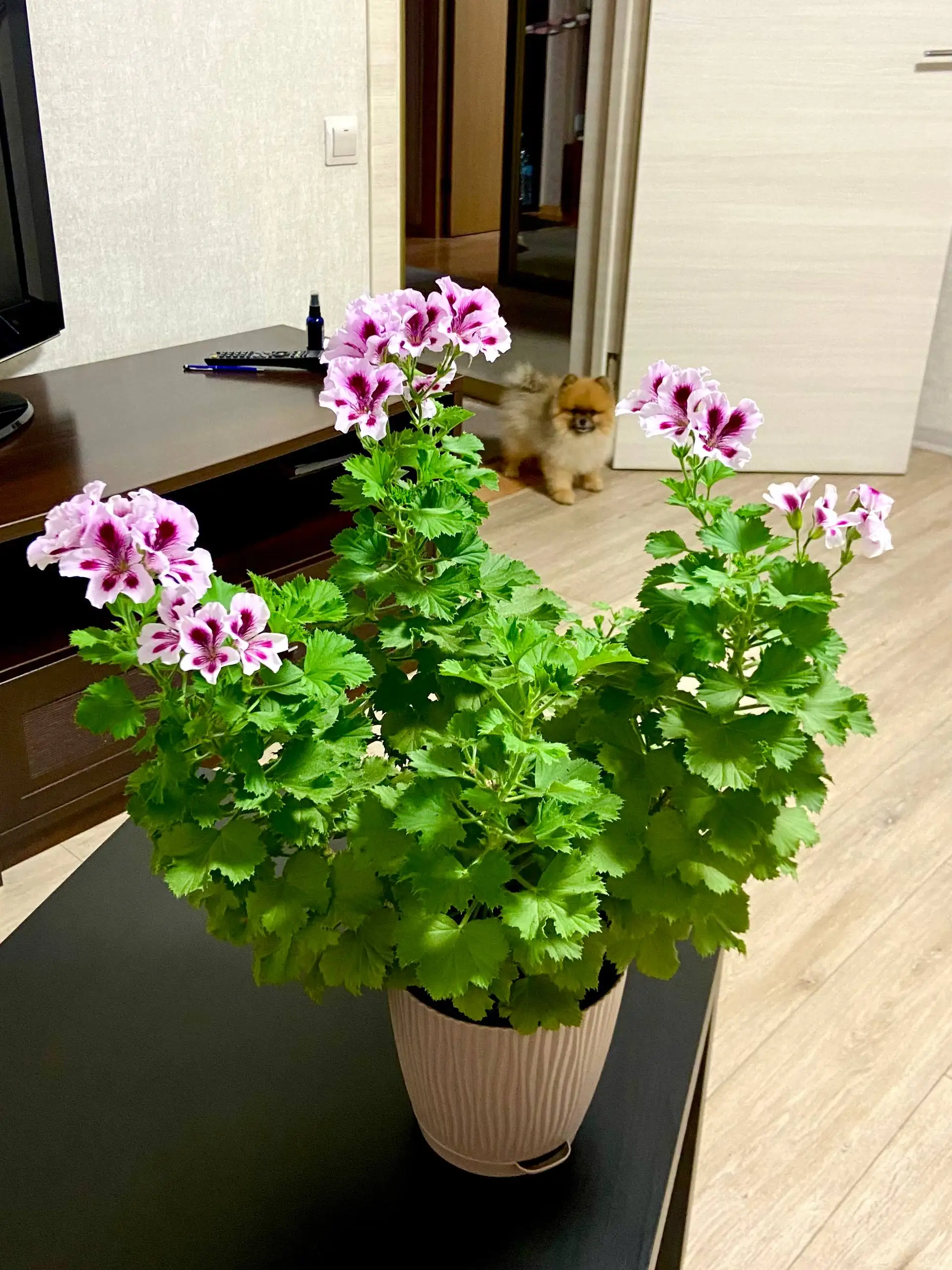 Продам королевскую герань - null (Растения) в Калининград