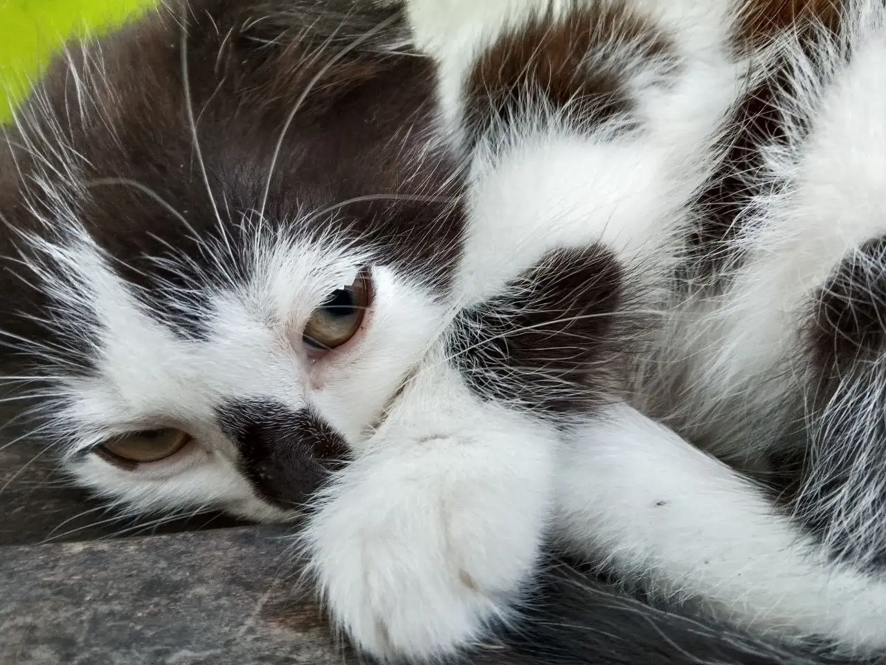 Отдаем котят - Животные в Калининград