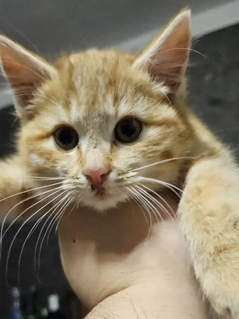 Новогоднее чудо для рыжей кошечки - частное объявление в Калининград