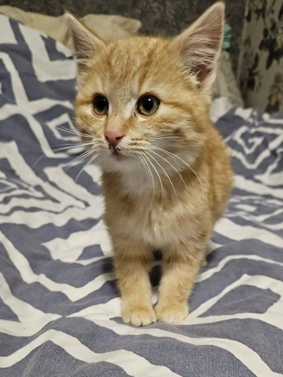 Новогоднее чудо для рыжей кошечки