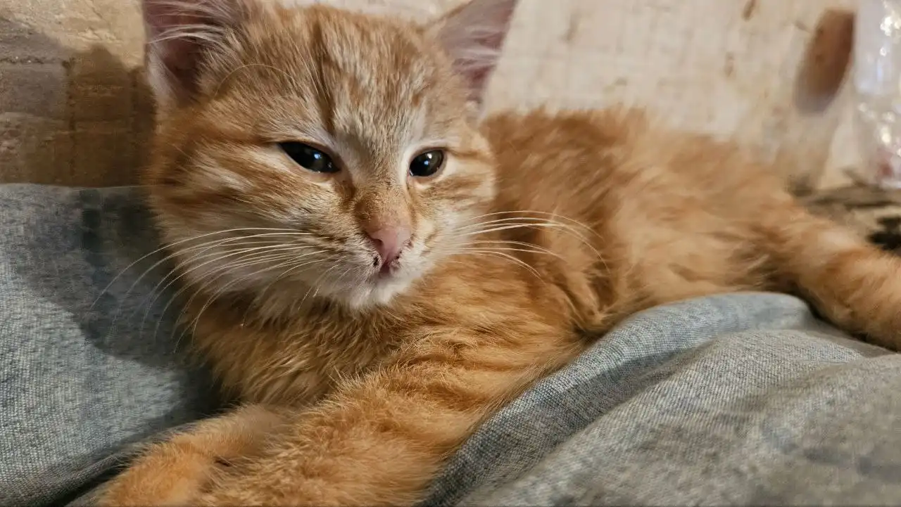 Новогоднее чудо для рыжей кошечки