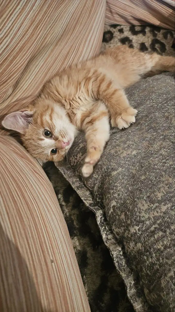 Новогоднее чудо для рыжей кошечки