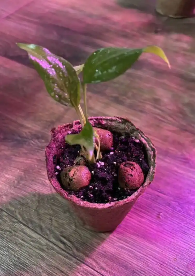 Спатифиллум цветущий белым цветком