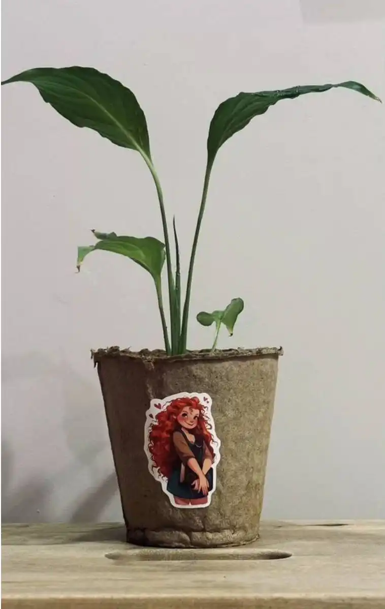 Спатифиллум цветущий белым цветком